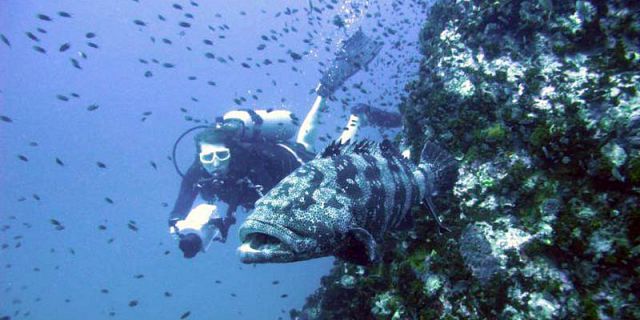 Saint Brandon Diving Safari (10)